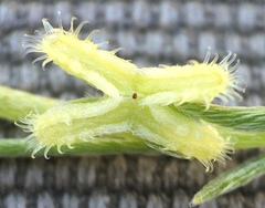 Pectocarya linearis ferocula