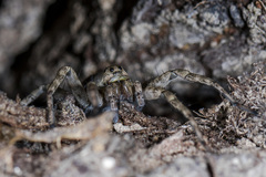 Pardosa nebulosa