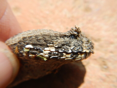 Bitis rubida