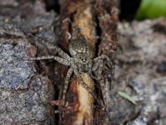Pardosa nebulosa