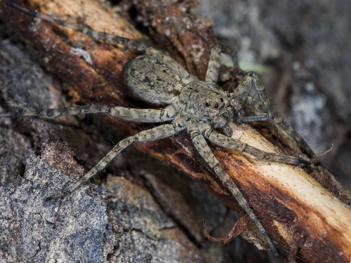 Pardosa nebulosa