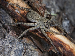 Pardosa nebulosa