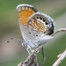 Mariposa Azul Pigmea - Photo (c) Anne Toal, algunos derechos reservados (CC BY)