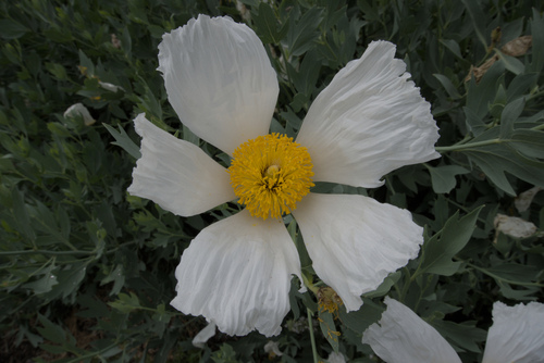 Romneya coulteri