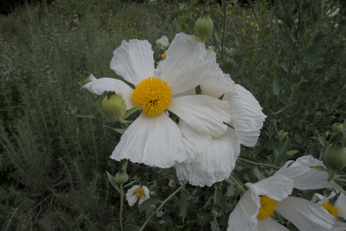 Romneya coulteri
