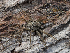 Pardosa nebulosa