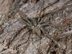 Pardosa nebulosa