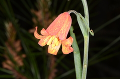 Fritillaria recurva