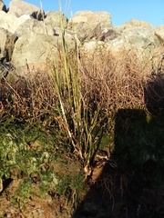 Triglochin palustris