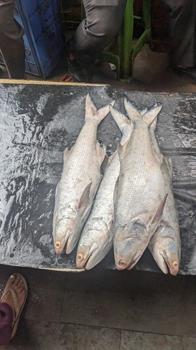fourfinger threadfin