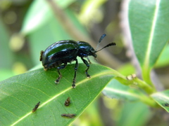 Platycorynus