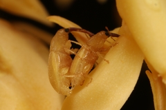 Andranthobius bondari