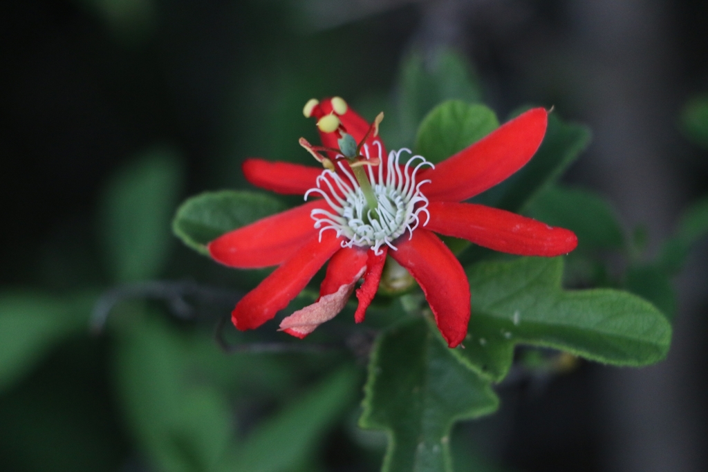 Passiflora luetzelburgii