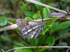 Bupalus piniaria