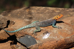 Agama lionotus