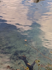 Oreochromis niloticus