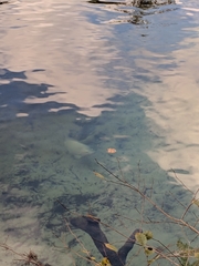 Oreochromis niloticus