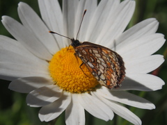 Melitaea athalia