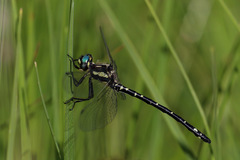 Eusynthemis aurolineata