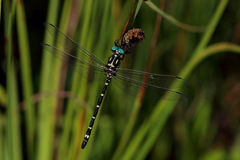 Eusynthemis aurolineata