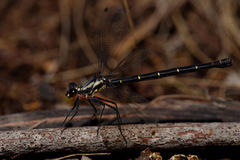 Austroargiolestes christine