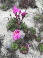 Craterostigma wilmsii