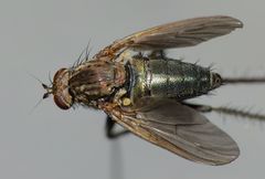 Ostenia robusta