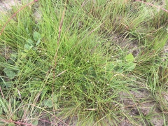 Oldenlandia herbacea