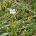 Drosera auriculata - Photo (c) ianrainbow, μερικά δικαιώματα διατηρούνται (CC BY)