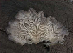 Hohenbuehelia mastrucata image