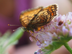 Melitaea athalia
