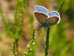 Plebejus idas
