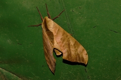 Pseudoclanis postica