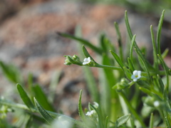 Harpagonella palmeri