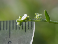 Harpagonella palmeri
