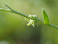 Harpagonella palmeri