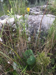 Senecio oxyriifolius