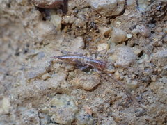 Hubbardia pentapeltis