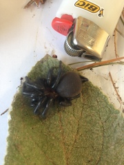 Porrhothele antipodiana