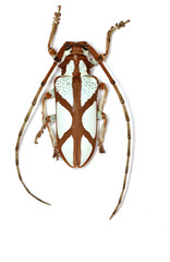 Prosopocera lactator