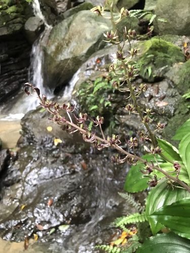 Image of Liparis formosana by no rights reserved