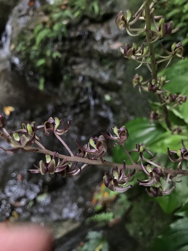 Image of Taiwan Bog Orchid (Liparis formosana) by no rights reserved