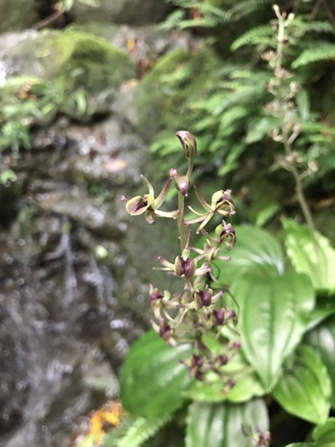 Image of Taiwan Bog Orchid (Liparis formosana) by no rights reserved