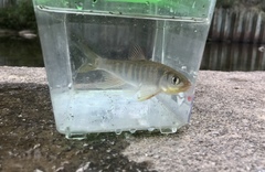 Opsariichthys evolans