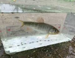 Opsariichthys evolans