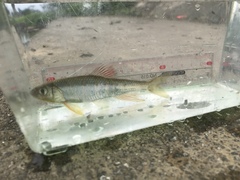 Opsariichthys evolans