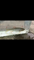 Opsariichthys evolans