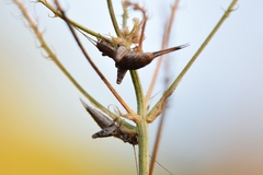 Arachnocephalus vestitus