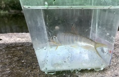 Opsariichthys evolans