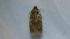 Agonopterix heracliana